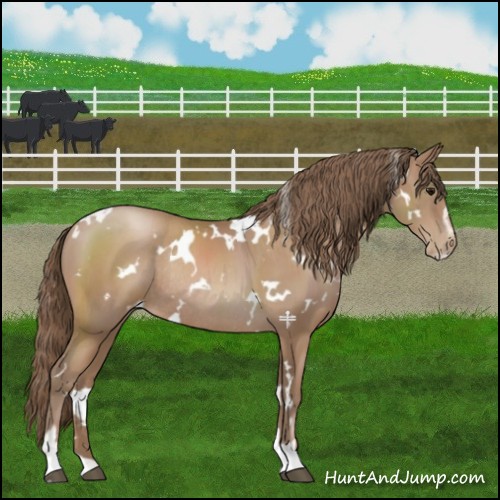 Horse Color:White Spotted Black Pearl Sabino Rabicano