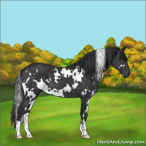 Horse Color:White Spotted Black 