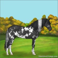 Horse Color:White Spotted Black 