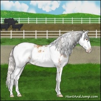 Horse Color:Silver Classic Champagne Sabino 