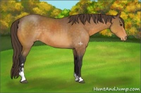 Horse Color:Buckskin Sabino Appaloosa