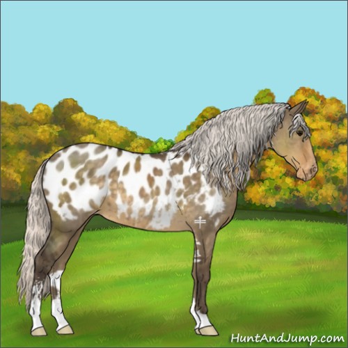 Horse Color:Silver Smoky Grullo Sabino Near Leopard 