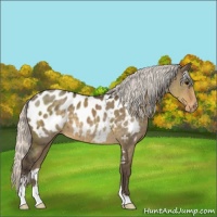 Horse Color:Silver Smoky Grullo Sabino Near Leopard 