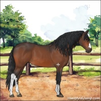 Horse Color:Bay 
