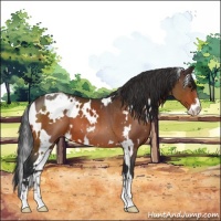 Horse Color:White Spotted Brown Sabino Appaloosa 