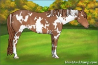 Horse Color:White Spotted Chestnut 