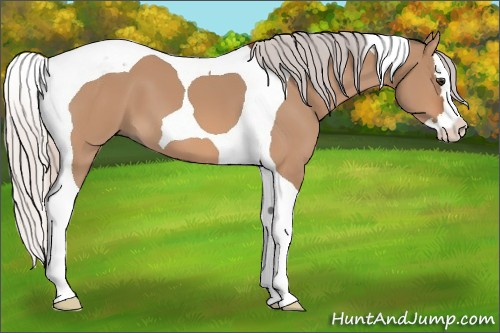 Horse Color:Silver Brown Dun Sabino Splash Tobiano