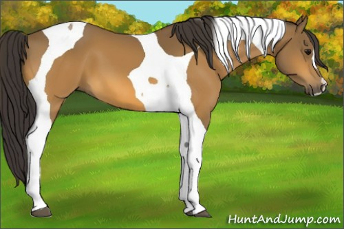 Horse Color:Buckskin Tobiano 