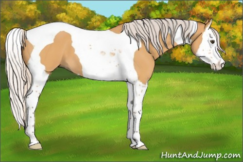 Horse Color:Silver Buckskin Dun Splash Tobiano