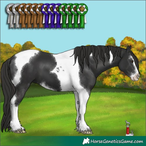 Horse Color:Liver Chestnut Sabino Tobiano 