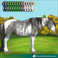 Horse Color:Liver Chestnut Sabino Tobiano 