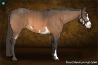 Horse Color:Buckskin Splash Frame  Brindle