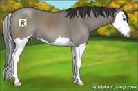 Horse Color:Grullo Sabino Splash