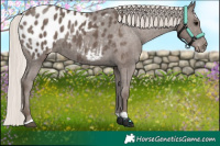 Horse Color:Silver Black Tobiano Appaloosa