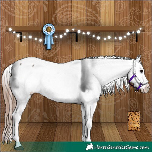 Horse Color:Grullo Appaloosa
