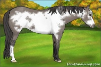 Horse Color:Grullo Frame Appaloosa
