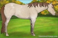 Horse Color:Classic Champagne Dun Appaloosa