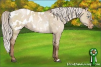 Horse Color:White Spotted Silver Grullo Pearl Appaloosa Rabicano Brindle 