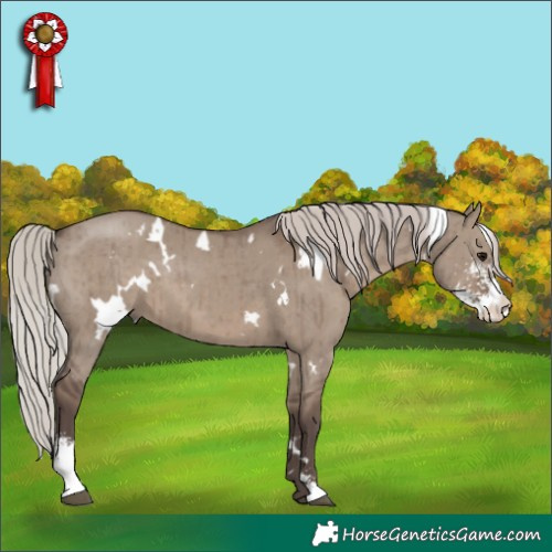 Horse Color:White Spotted Silver Grullo Sabino Brindle 