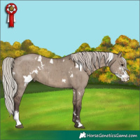 Horse Color:White Spotted Silver Grullo Sabino Brindle 