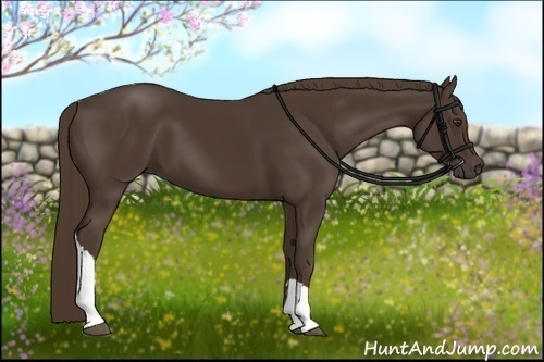 Horse Color:Liver Chestnut