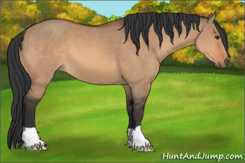 Horse Color:Bay Dun