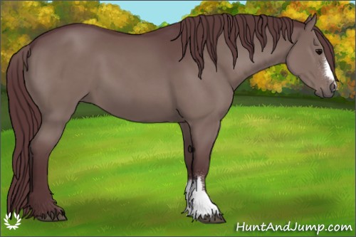 Horse Color:Chocolate Black