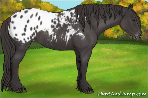 Horse Color:Smoky Blue Roan Appaloosa