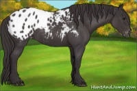 Horse Color:Smoky Blue Roan Appaloosa 