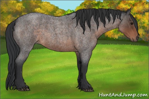 Horse Color:Brown Roan 