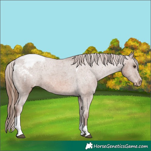 Horse Color:Chestnut Tobiano Snowcap 