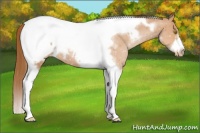 Horse Color:White Spotted Bay Pearl Tobiano Frame Appaloosa