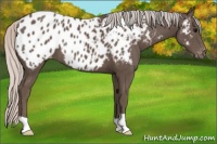 Horse Color:Silver Black Appaloosa 