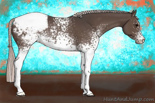 Horse Color:White Spotted Silver Black Appaloosa 