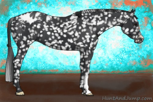 Horse Color:Black Appaloosa 