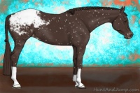 Horse Color:Liver Chestnut Appaloosa