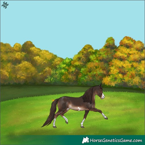 Horse Color:Liver Chestnut 