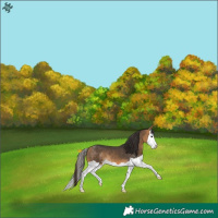 Horse Color:Buckskin Splash 