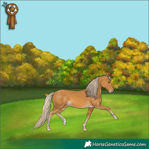 Horse Color:Palomino