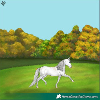 Horse Color:Cremello Sabino Splash 