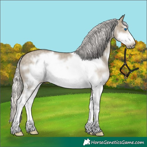 Horse Color:Silver Smoky Grullo Roan Sabino Frame Rabicano