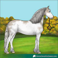 Horse Color:Silver Smoky Grullo Roan Sabino Frame Rabicano 