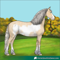 Horse Color:Silver Classic Cream Champagne Roan Dun Frame