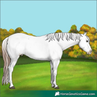 Horse Color:Bay Ice Appaloosa