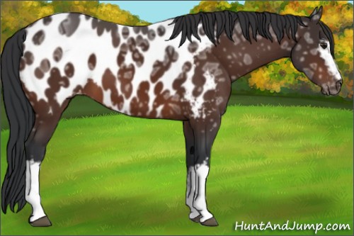 Horse Color:White Spotted Brown Ice Appaloosa 