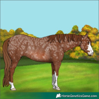 Horse Color:Chestnut Ice Rabicano