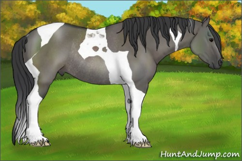 Horse Color:Grullo Tobiano Rabicano 