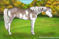 Horse Color:Liver Chestnut Splash Appaloosa 