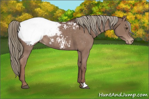 Horse Color:Liver Chestnut Mushroom Varnish