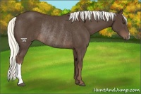 Horse Color:Liver Chestnut Rabicano 